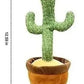Cactus Bailarín